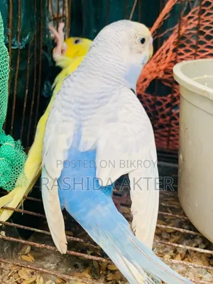 ৩ পিছ বাজরিগার পাখি