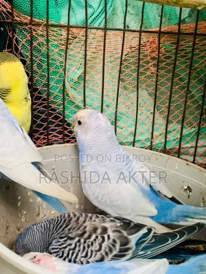 ৩ পিছ বাজরিগার পাখি