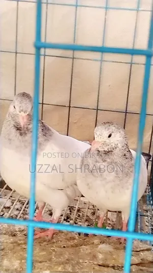 গোল্ডেন কবুতর বেবি
