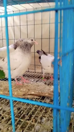 গোল্ডেন কবুতর বেবি