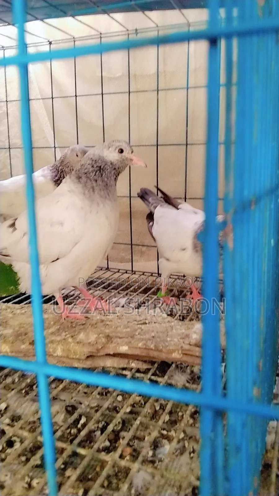গোল্ডেন কবুতর বেবি