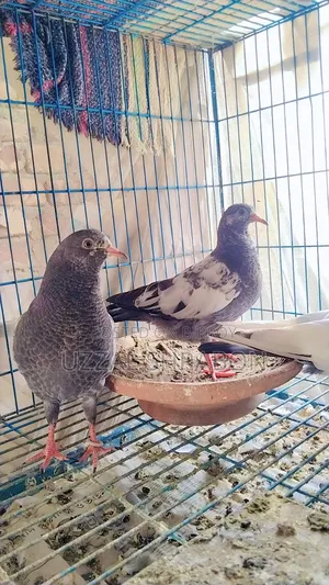 কেটিএম টেডি