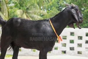 Black Bengal Goat (খাসি ছাগল)
