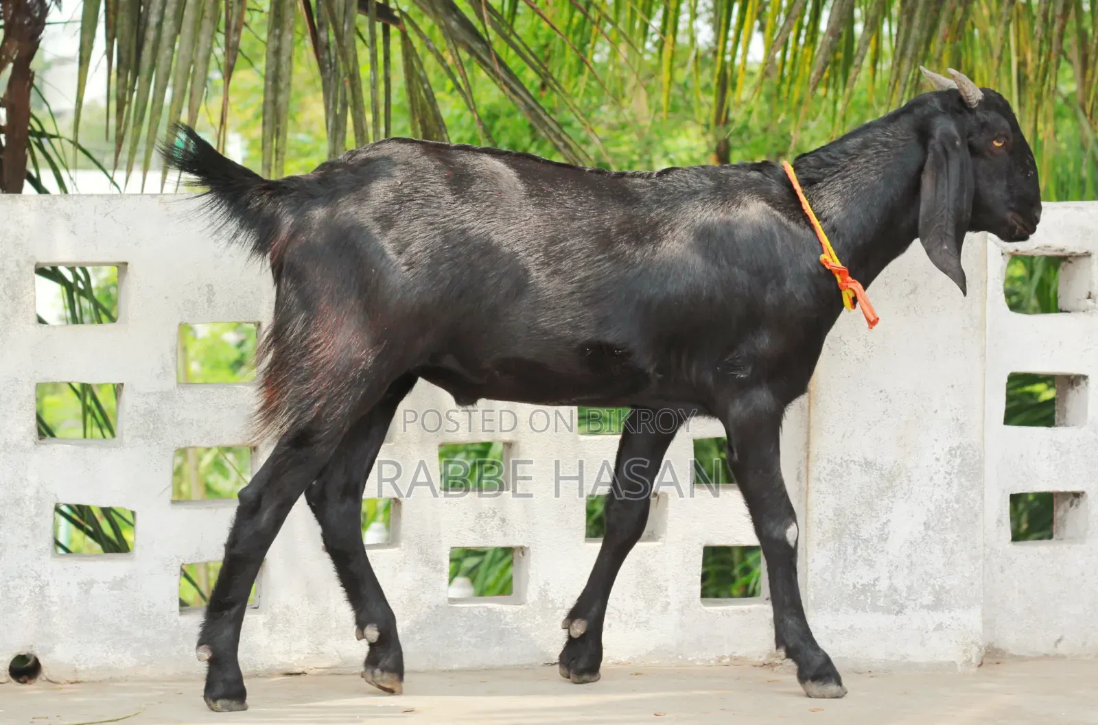 Black Bengal Goat (খাসি ছাগল)