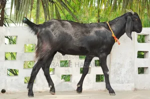 Black Bengal Goat (খাসি ছাগল)