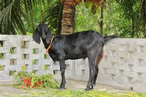 Black Bengal Goat (খাসি ছাগল)