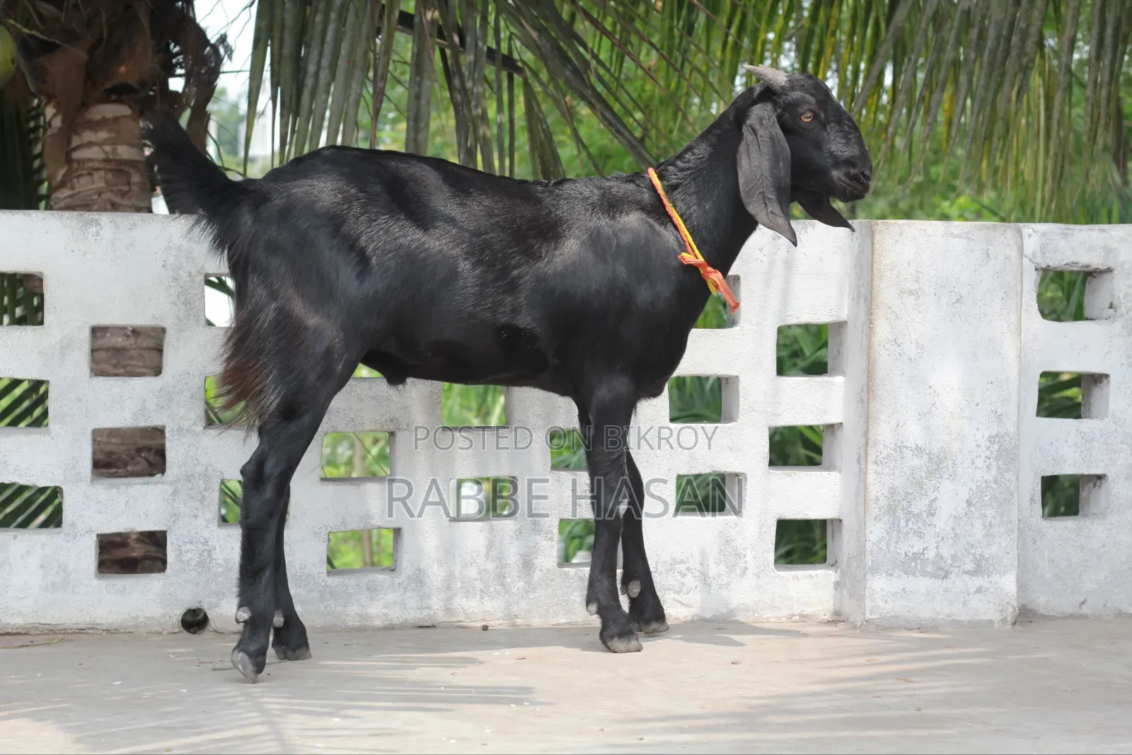 Black Bengal Goat (খাসি ছাগল)