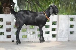 Black Bengal Goat (খাসি ছাগল)
