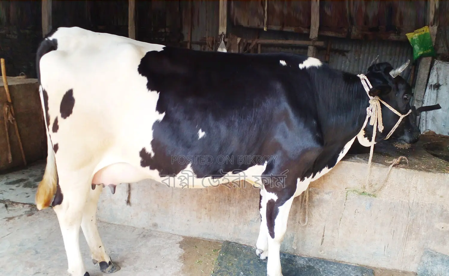 Buy High-Quality Dairy Cows with Confidence (1233)