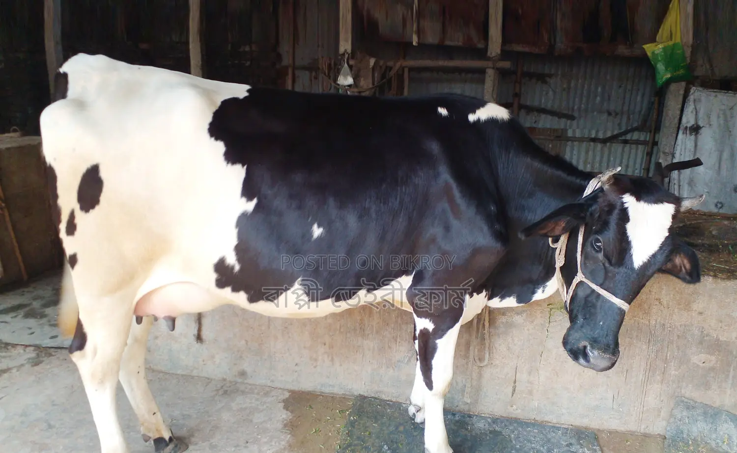 Buy High-Quality Dairy Cows with Confidence (1233)
