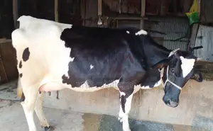 Buy High-Quality Dairy Cows with Confidence (1233)