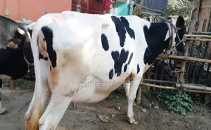 ১২৩৪নং গাভী বিক্রয় হবে দুধের গ্যারান্টি আছে ।