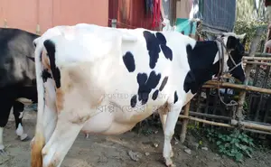 Dairy Cow for Sale with Milk Guarantee (1234)