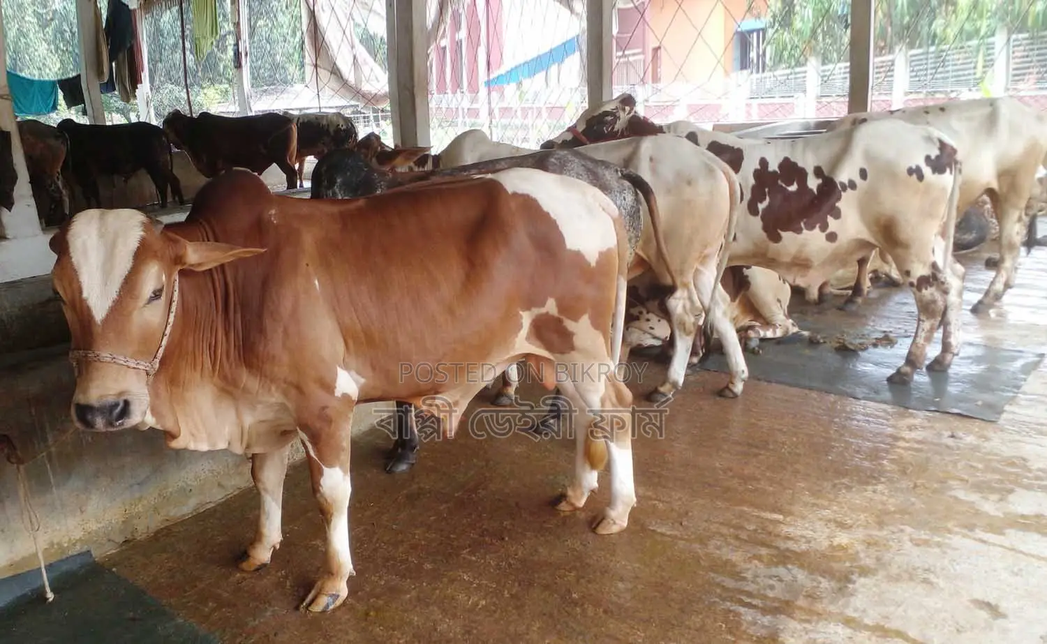 6 Young Bulls for Sale. (1235)