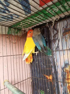 A pair of Lovebirds for sale.