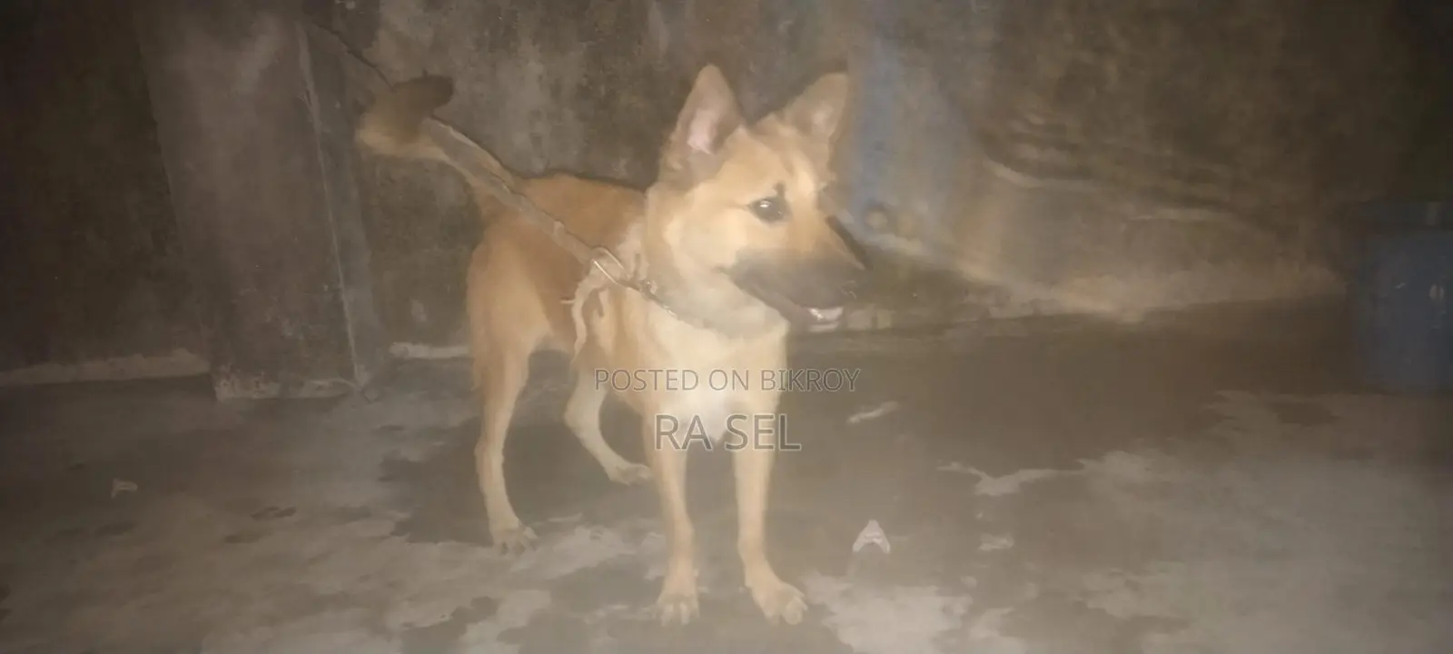 6-12 Months Male Purebred German Shepherd