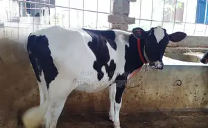 ১২৩৭ নং বকনা বাছুর বিক্রয় হবে।
