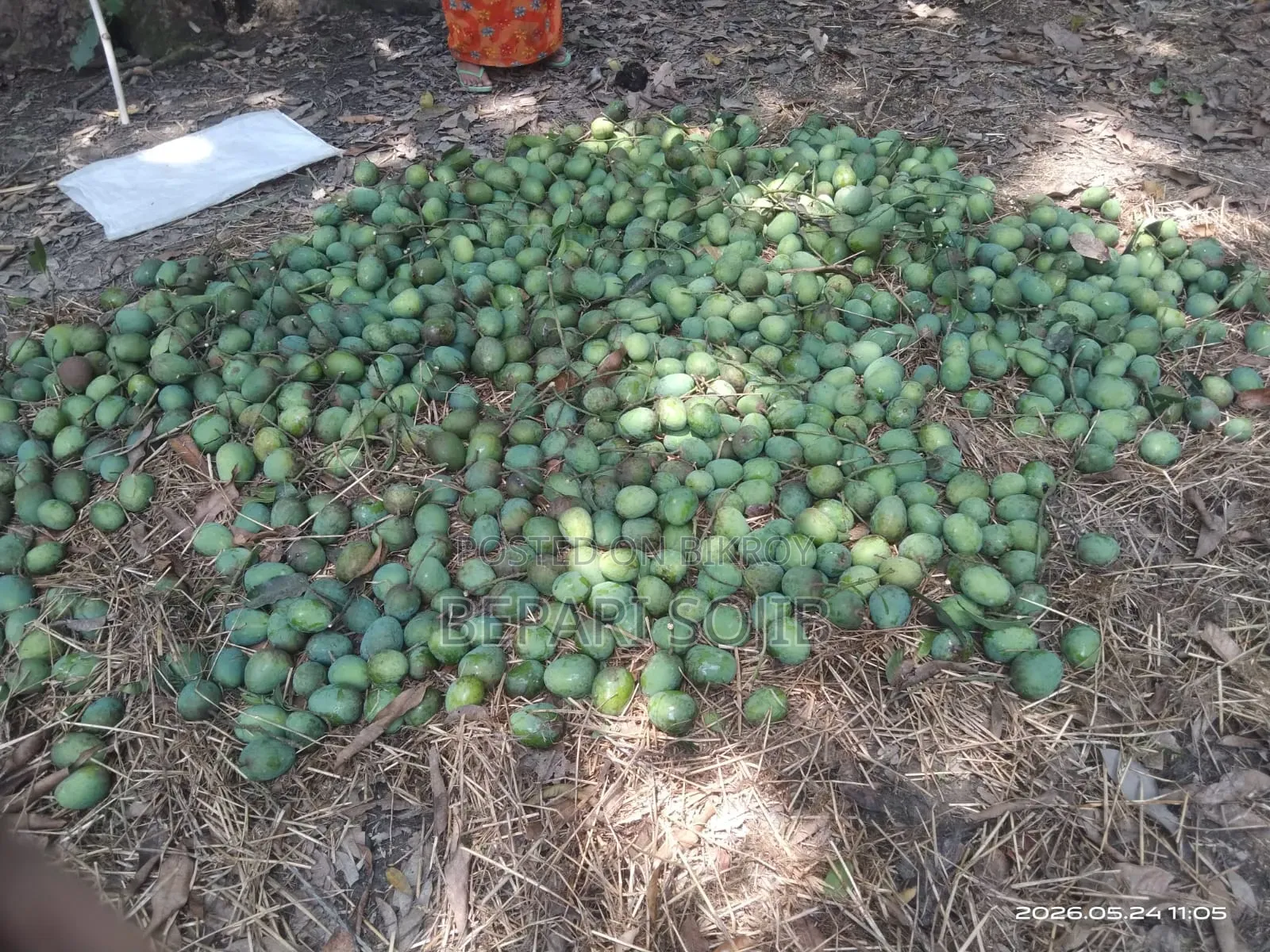 Amrapali and Himsagar Mangoes