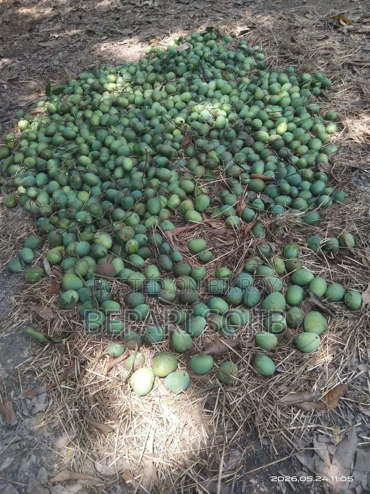 Amrapali and Himsagar Mangoes