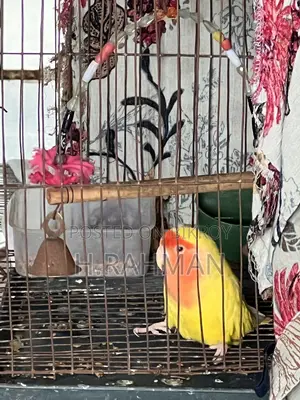 Love Bird 1pcs