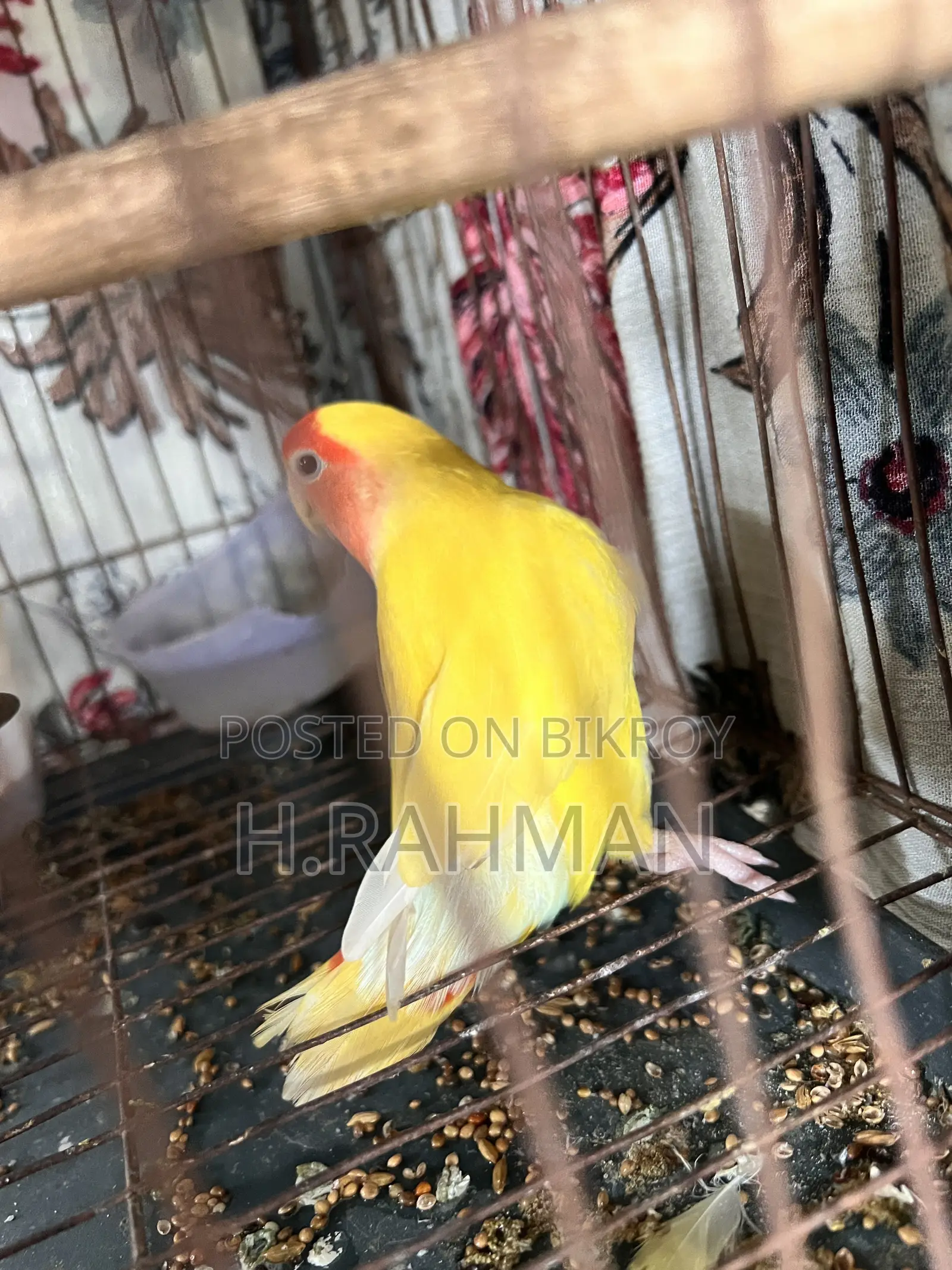 Love Bird 1pcs