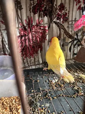 Love Bird 1pcs