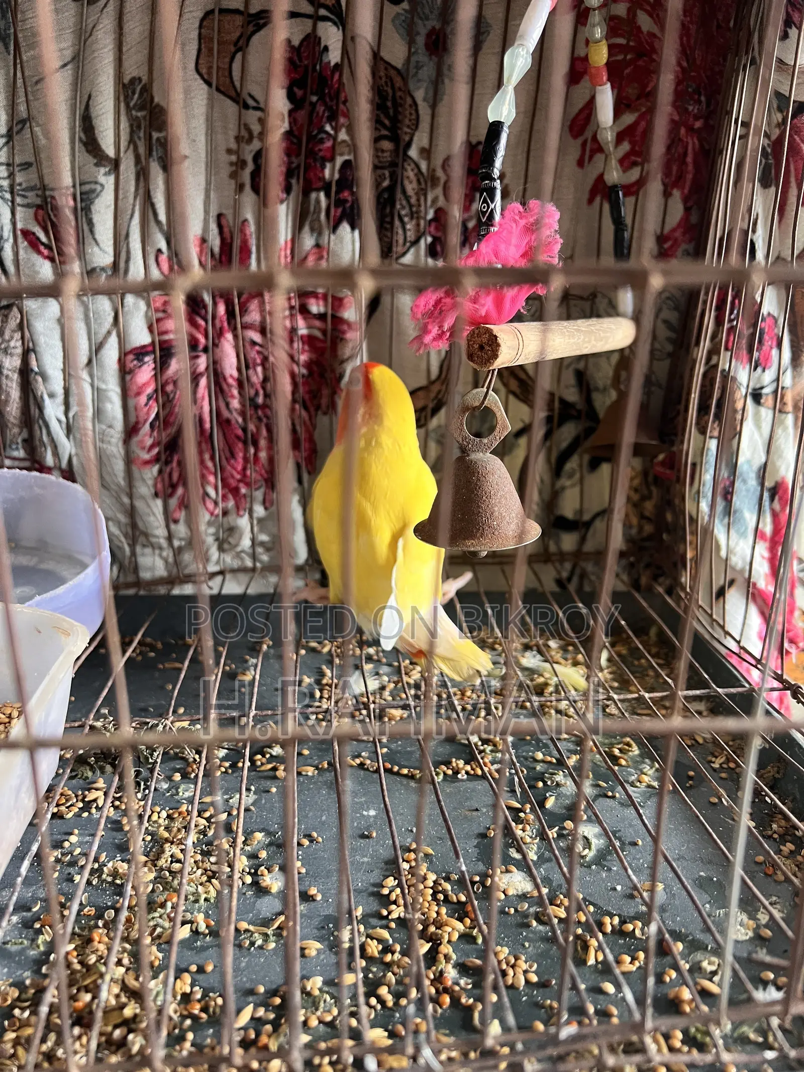 Love Bird 1pcs