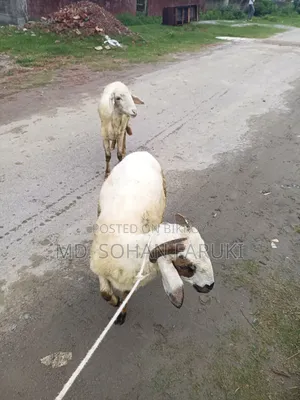 কুরবানী অথবা শখের বসে পালার জন্য গাড়ল নিতে পারেন