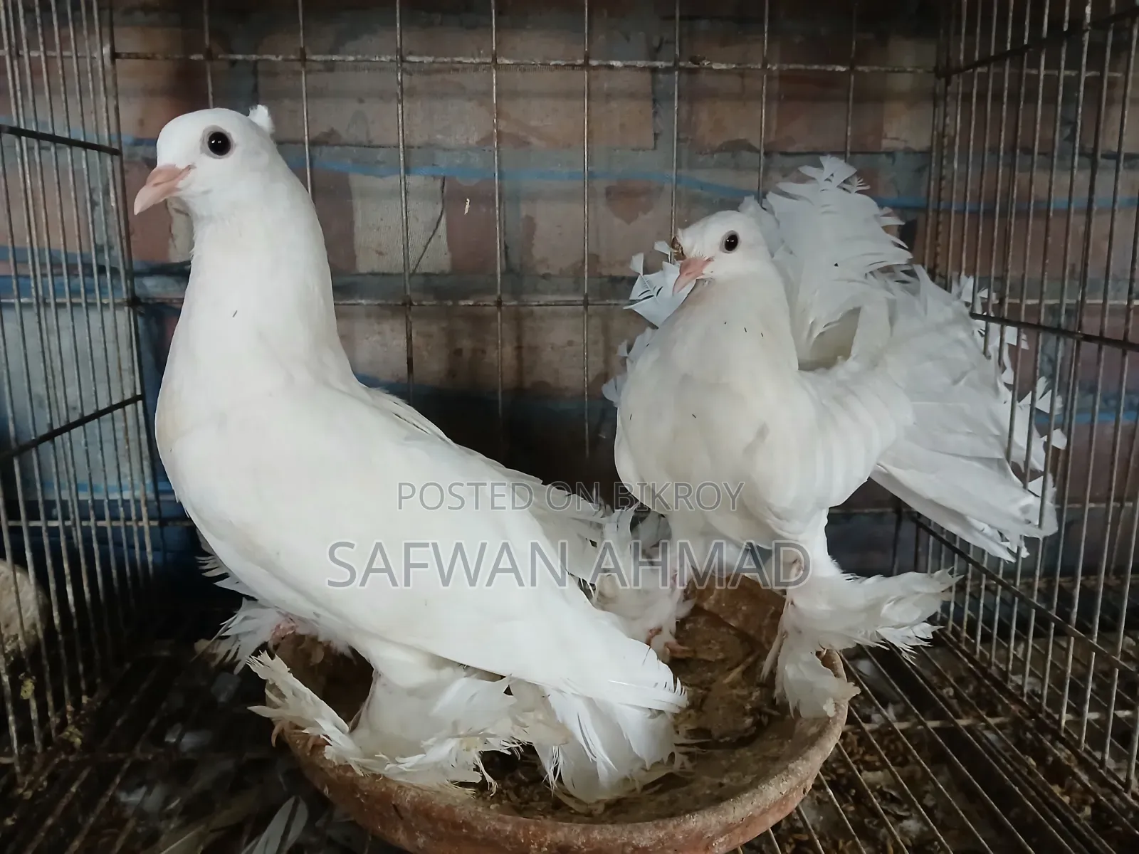 এক জোড়া লক্ষা কবুতরের বাচ্চা