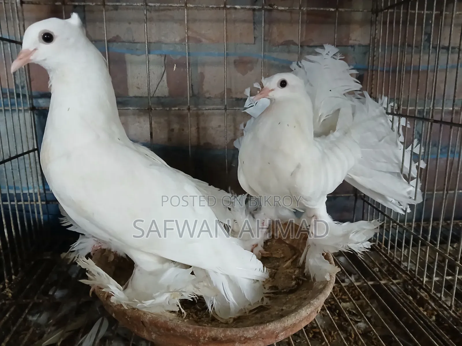 এক জোড়া লক্ষা কবুতরের বাচ্চা