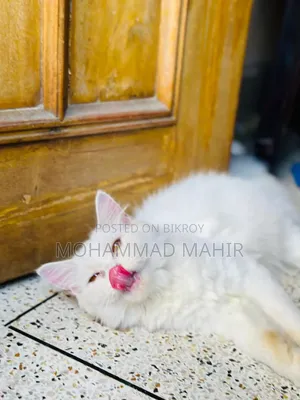 ৩-৬ মাস বয়সী মেয়ে পিওরব্রেড পার্সিয়ান বিড়াল