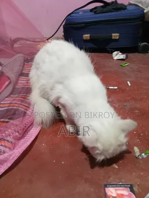 ৬-১২ মাস বয়সী পুরুষ বিশুদ্ধ জাতের পার্সিয়ান বিড়াল