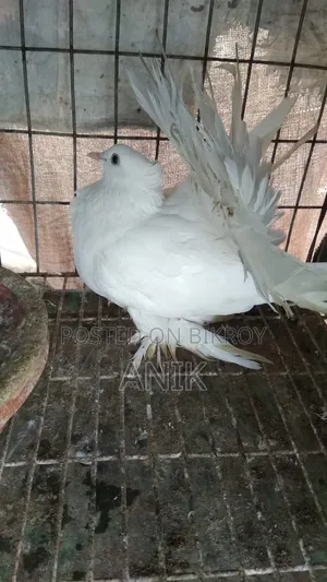 Lakkha Madi