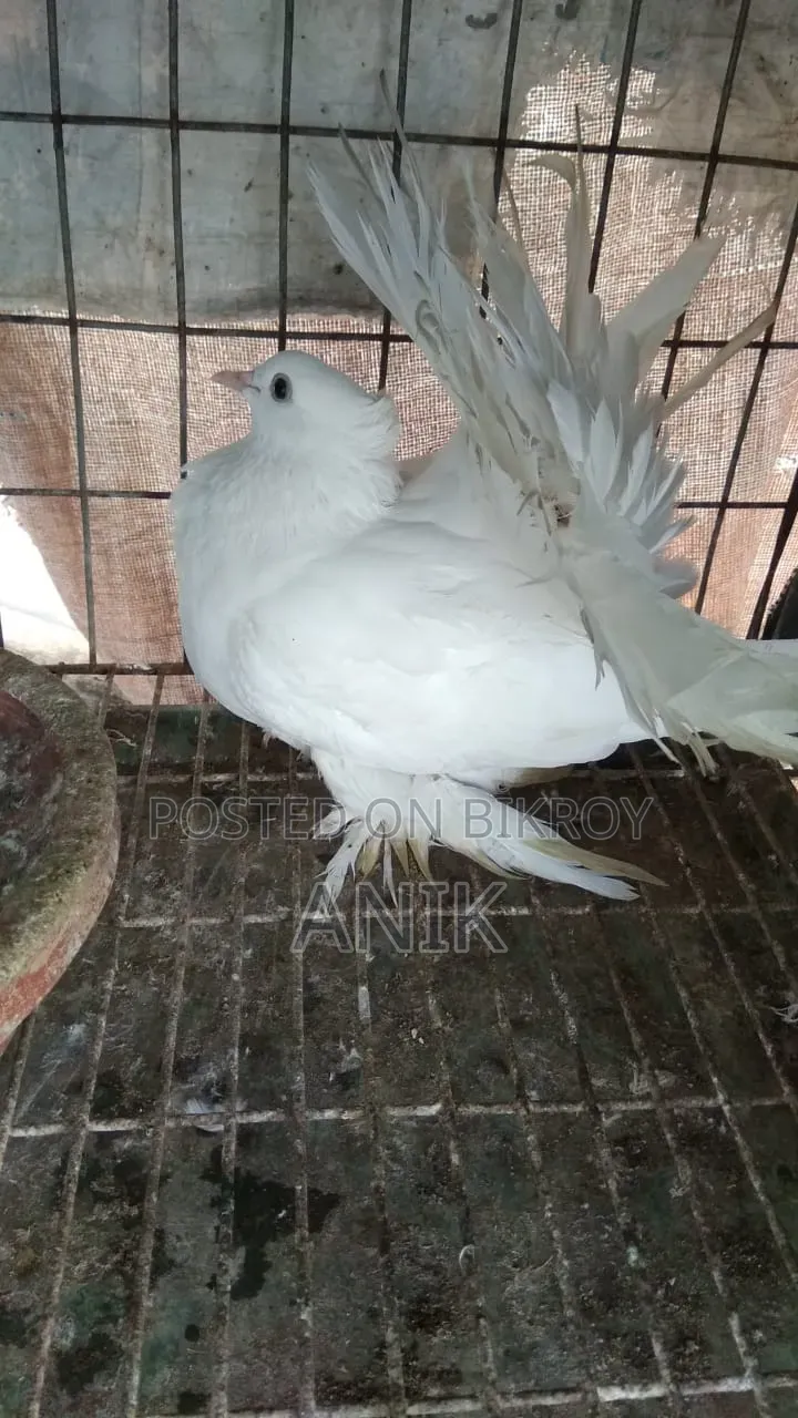 Lakkha Madi