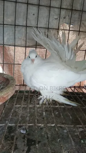 Lakkha Madi