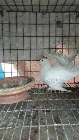 Lakkha Madi