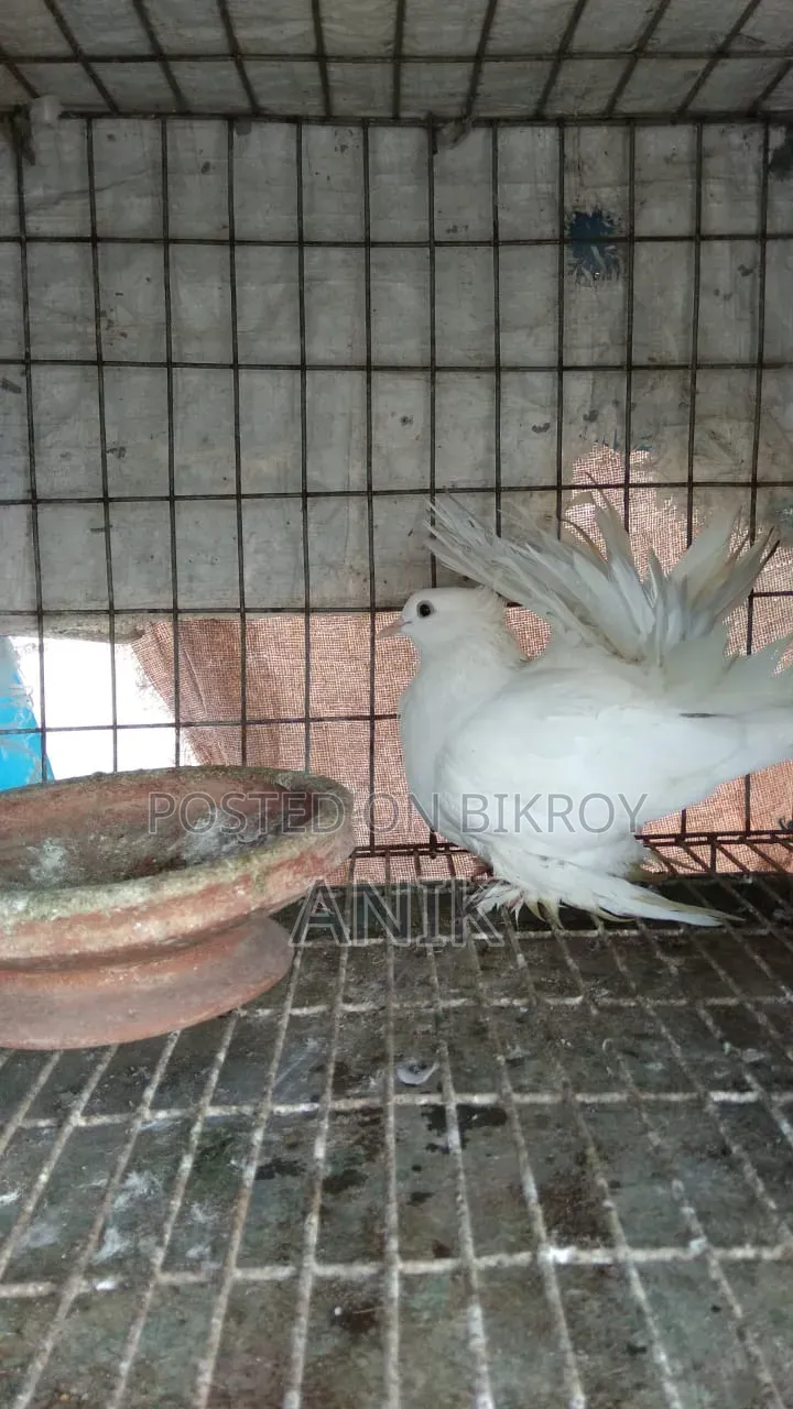 Lakkha Madi