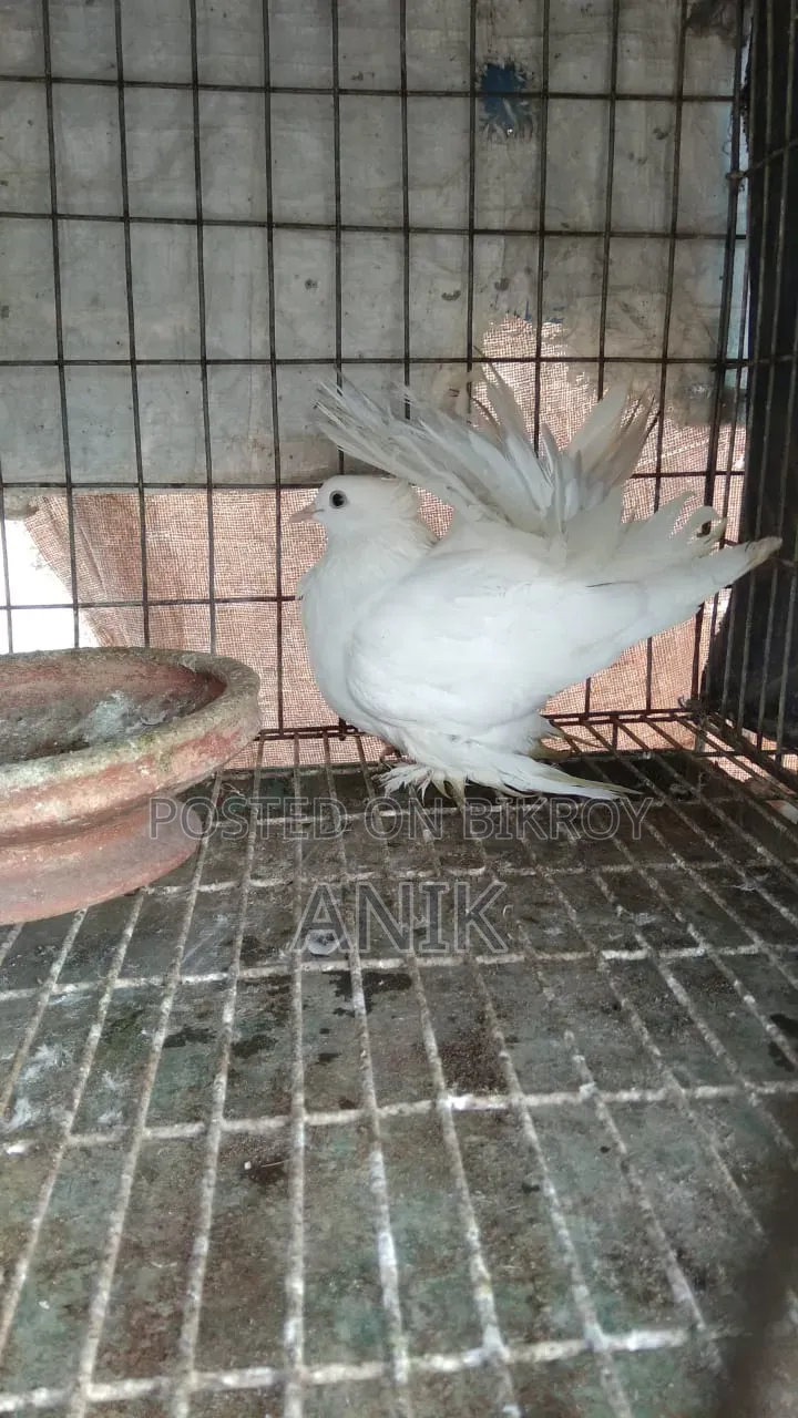 Lakkha Madi
