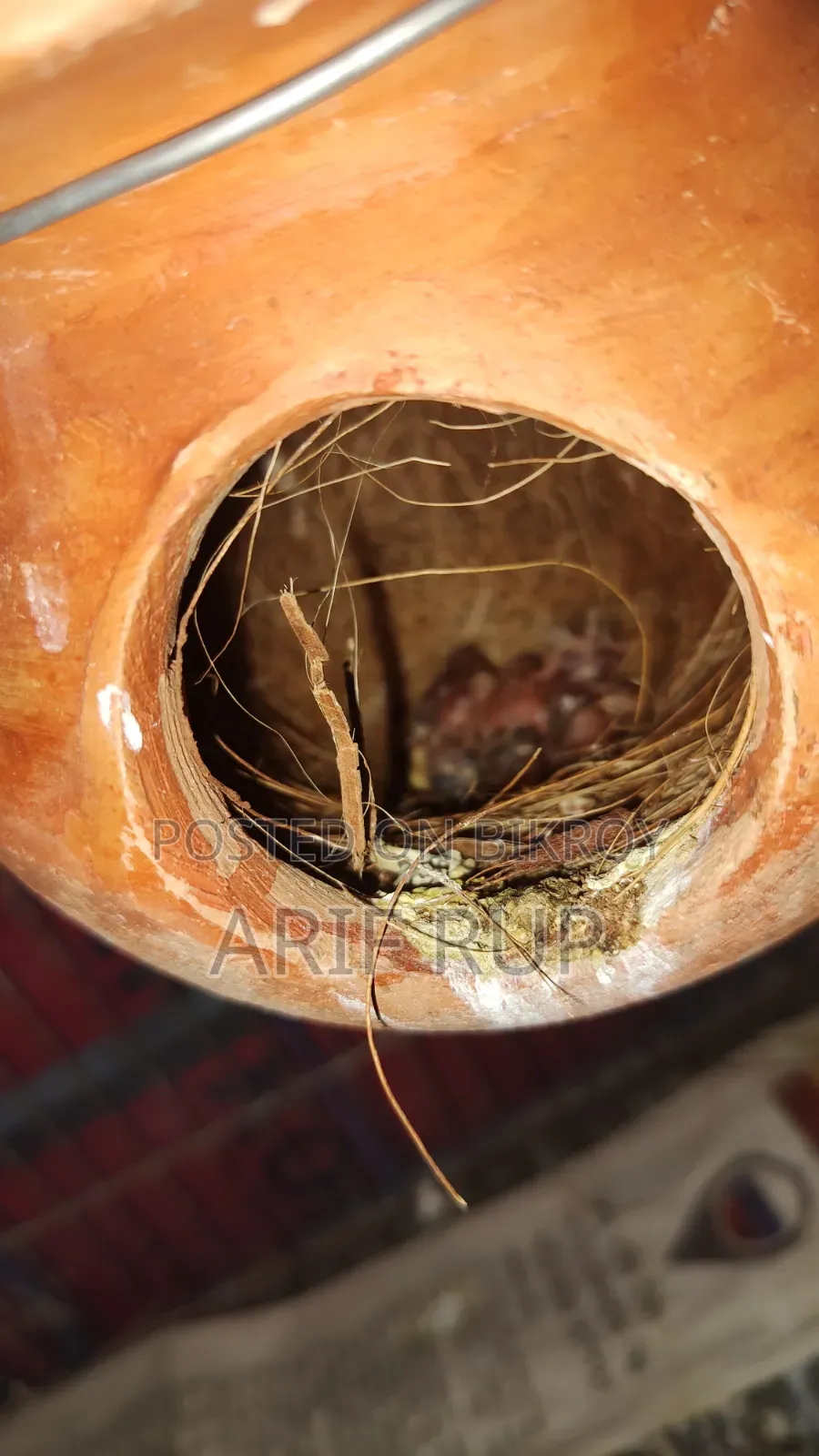 Zebra Finches