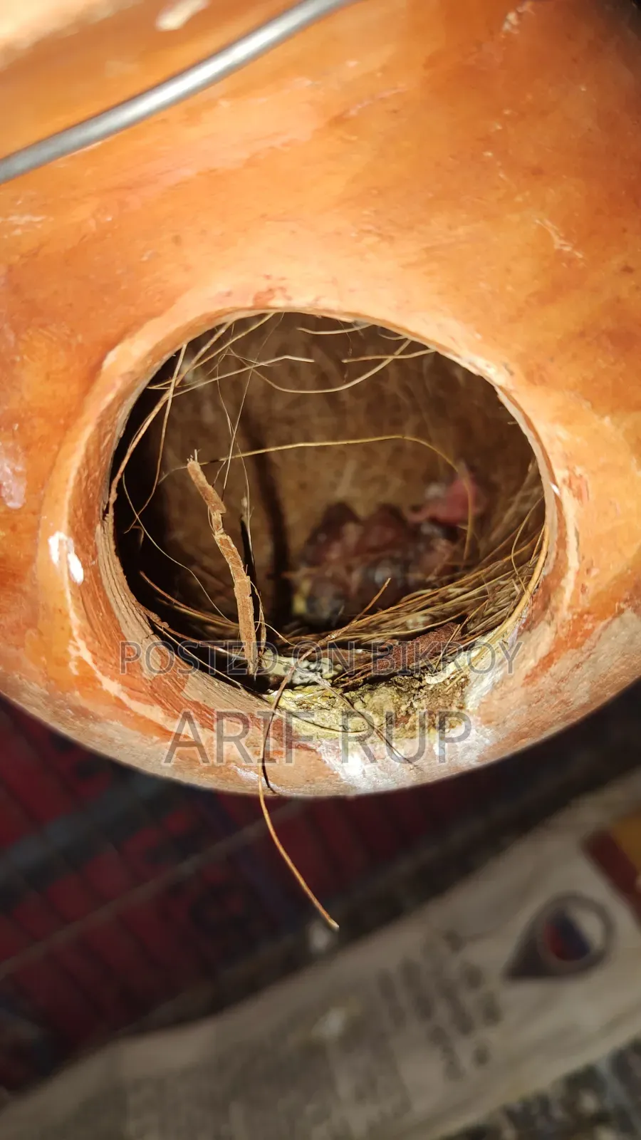 Zebra Finches
