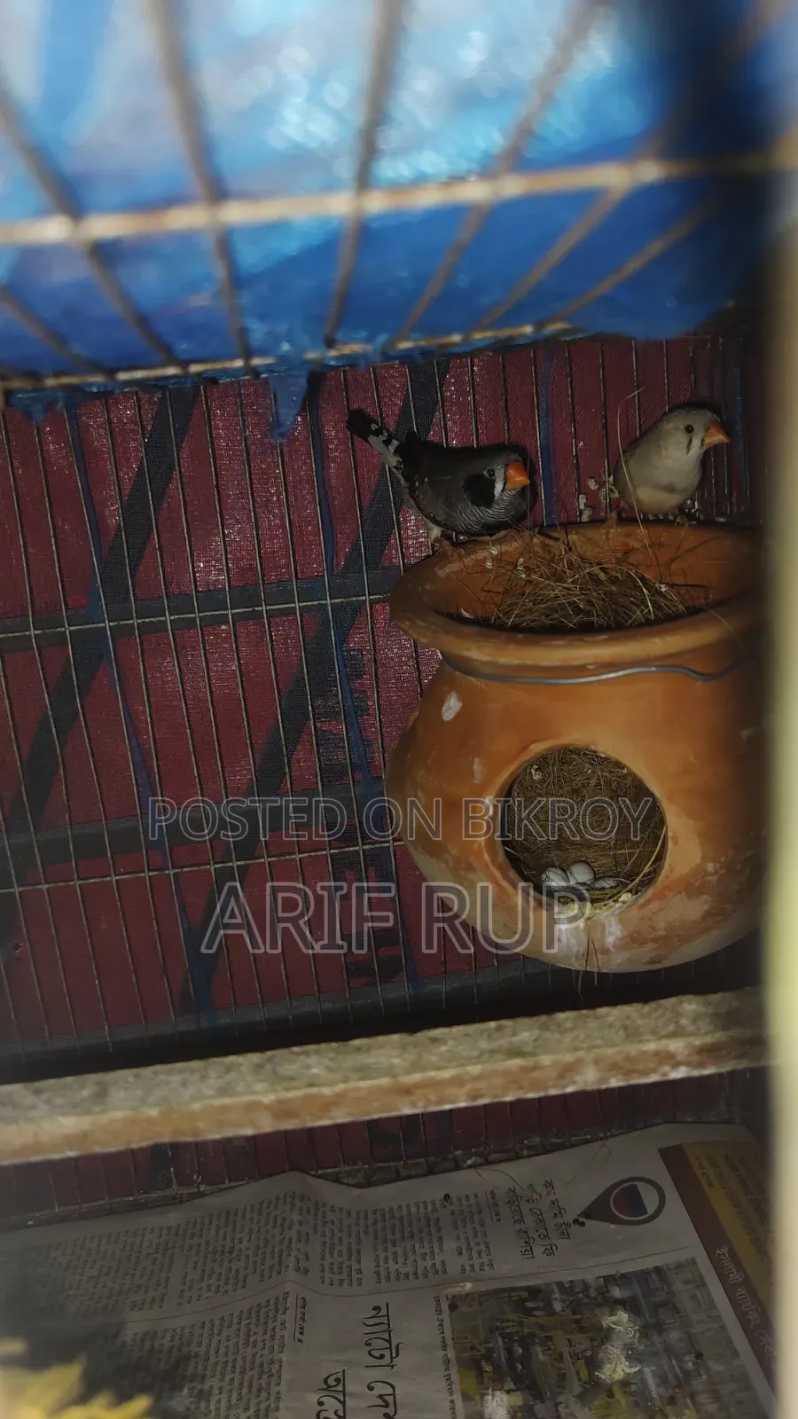 Zebra Finches
