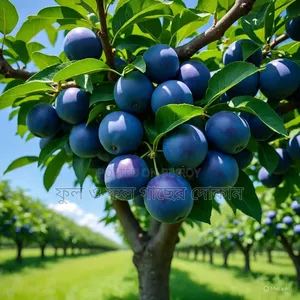 We have all kinds of fruits and flowers