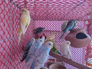 Budgerigar birds for sale