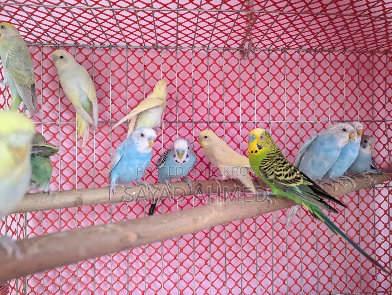 Budgerigar birds for sale