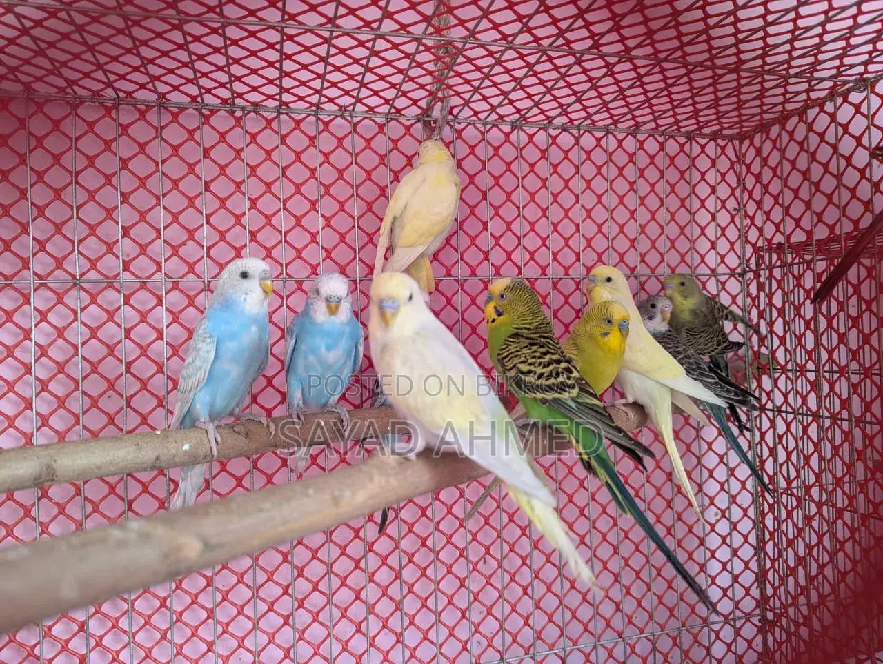 Budgerigar birds for sale