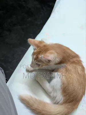 ১-৩ মাস বয়সী ফিমেল মিক্সড ব্রিড বেঙ্গল