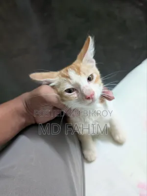 1-3 Months Female Mixed Breed Bengal
