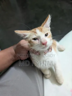 1-3 Months Female Mixed Breed Bengal