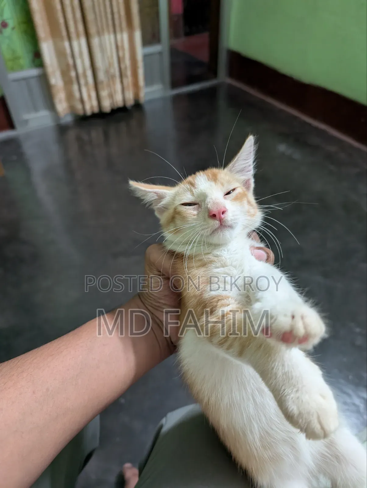 1-3 Months Female Mixed Breed Bengal