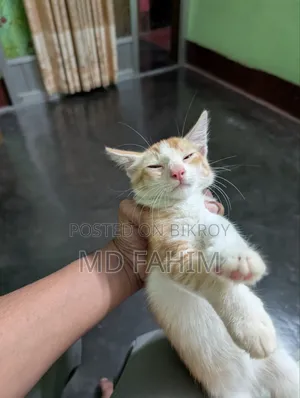 1-3 Months Female Mixed Breed Bengal